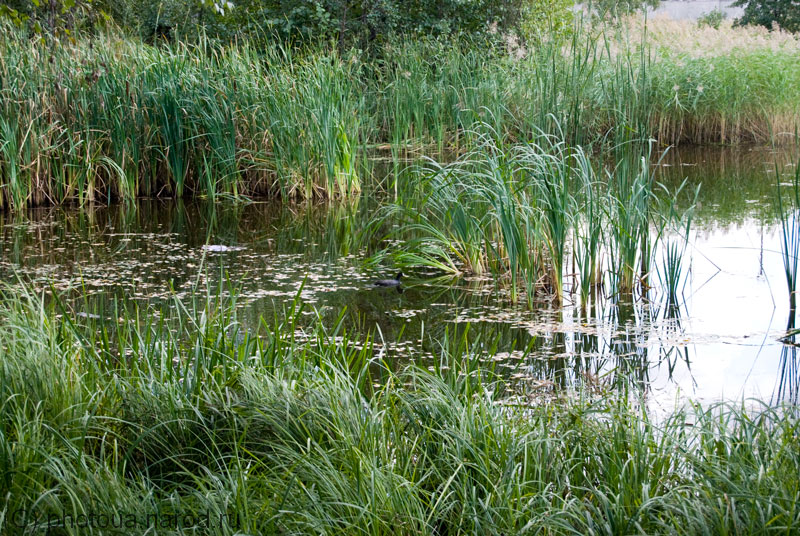 Картинка болото с камышами