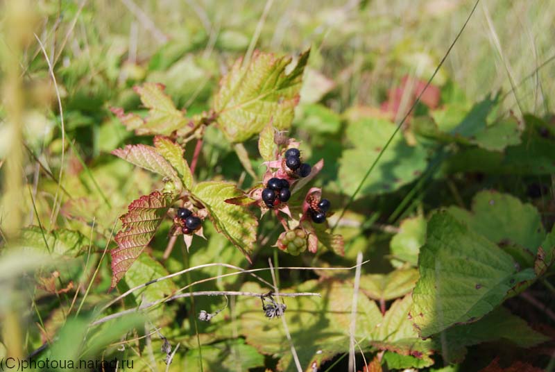 DSC_0065small.jpg